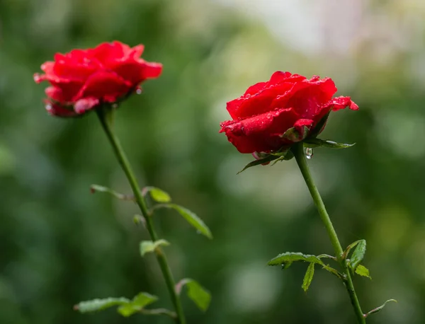 Two Red Roses Drops Water Rain Selective Focus — Stock Photo, Image