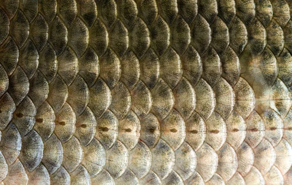 Texture Freshwater Fish Scales — Stock Photo, Image