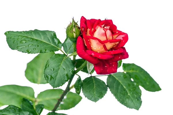 Leonidas Rose Bud Drops Rain Isolated White Selective Focus — Stock Photo, Image