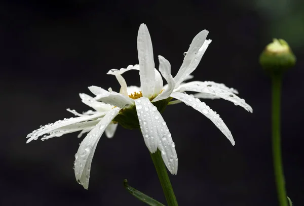 Pięknej Daisy Bud Krople Wody Deszczu Ciemnym Tle Selektywny Fokus — Zdjęcie stockowe
