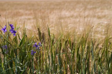 Bir buğday alan arka planı kır çiçekleri. Seçici odak.  
