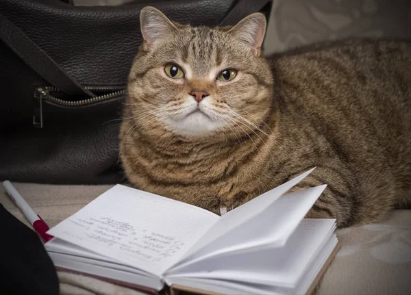 The cat is lying with an open diary and pen. Selective focus.
