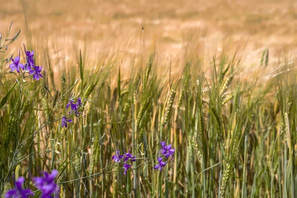 Kır çiçekleri bir buğday alan arka planı. Seçici odak.  