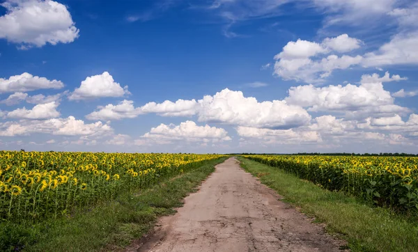 Camino Rural Medio Campo Girasoles Contra Cielo Azul Con Nubes — Foto de Stock