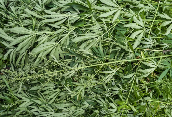 Illegale Cannabis Plantage Zerstört Liegende Marihuana Pflanzen — Stockfoto