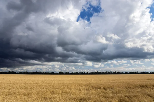 Небо Грозовыми Облаками Над Пшеничным Полем Летний Сельский Пейзаж — стоковое фото