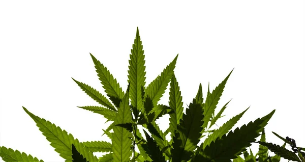Planta Marihuana Silvestre Aislada Sobre Fondo Blanco Enfoque Selectivo — Foto de Stock