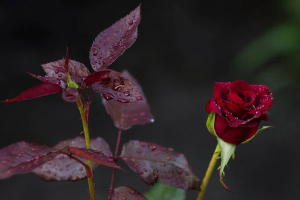 A blossomed rosebud of Black Magic variety in the drops after the rain on a blurry dark natural background.