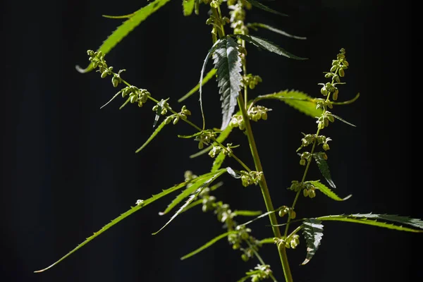 Floração Planta Maconha Fundo Escuro Foco Seletivo — Fotografia de Stock