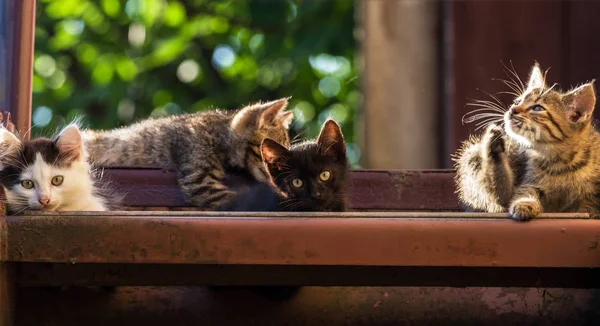 Cuatro Gatitos Colores Sobre Fondo Natural Tiro Verano Enfoque Selectivo — Foto de Stock