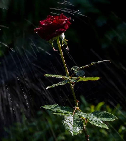 Flowering Black Magic Rose Splashes Water Dark Background — Stock Photo, Image