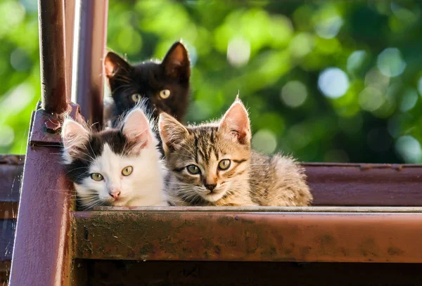 Три Барвисті Кошенята Дивляться Камеру Розмитому Природному Тлі — стокове фото
