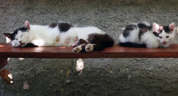 哺乳猫睡在小猫旁边的长凳上 — 图库照片