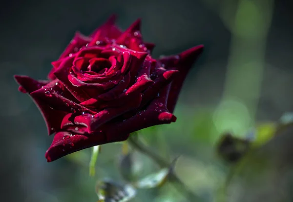 Flowering Black Magic Rose Drops Water Natural Blurred Background — Stock Photo, Image