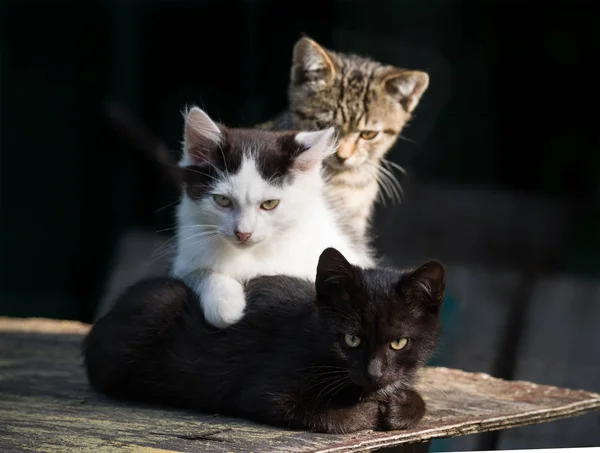 Три Різнокольорові Кошенята Темному Тлі Селективний Фокус — стокове фото