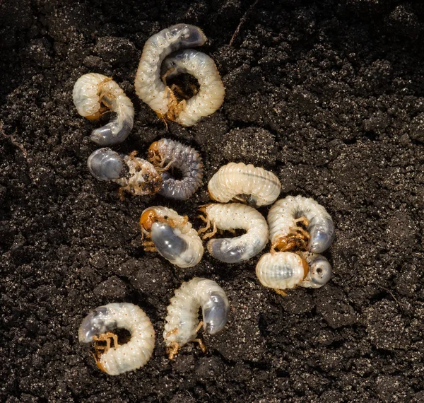 Putih Chafer Grub Terhadap Latar Belakang Tanah Larva Dari Kumbang — Stok Foto