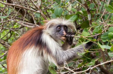 A monkey eats a tree branch. Kirk's red colobus. Africa, Zanzibar.  clipart