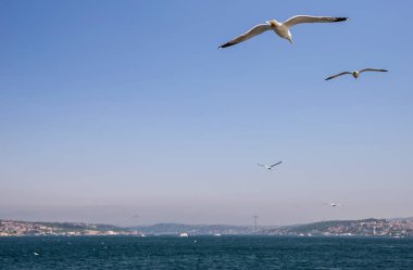 Martılar sinekler boğaz gökyüzünde bir sürü.