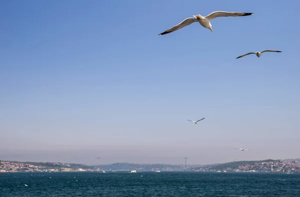 Troupeau Mouettes Vole Dans Ciel Dessus Bosphore — Photo