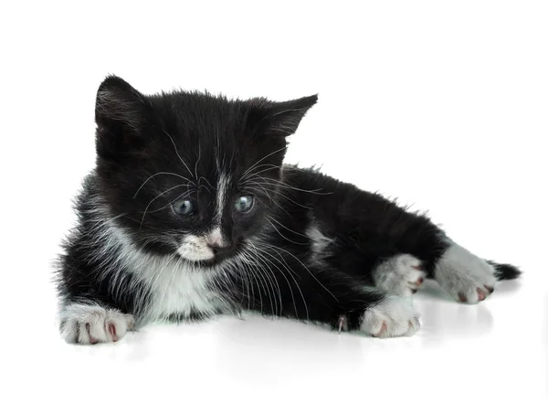 Beyaz Bir Arka Plan Üzerinde Siyah Beyaz Tüylü Yavru Kedi — Stok fotoğraf