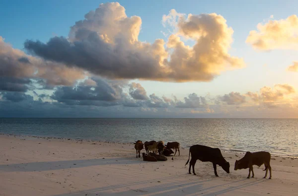 Toros Jóvenes Vacas Amanecer Orilla Del Océano Zanzíbar Tanzania África — Foto de Stock