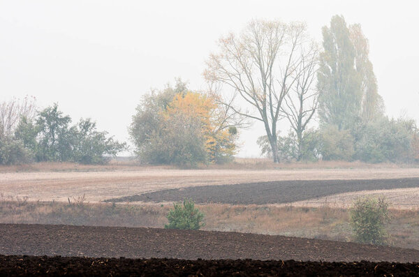 Plowed field on the background of autumn trees in the fog.