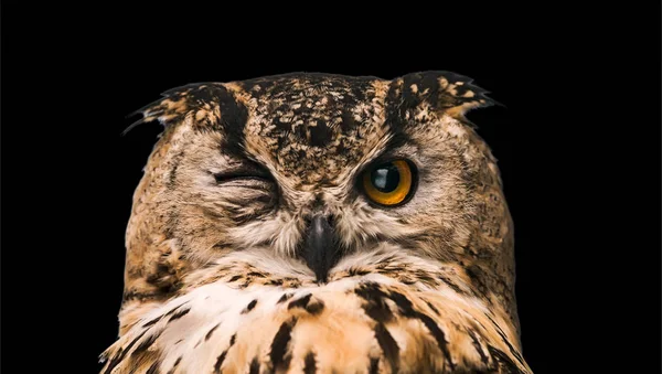 Horned Owl One Open Eye Isolated Black Background — Stock Photo, Image