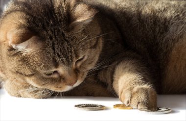 Bir kedi altın ve gümüş paralar sayar. Zengin bir kedi. 