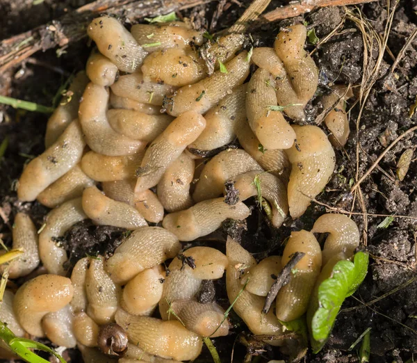 Gran Acumulación Babosas Suelo Plagas Agrícolas Enfoque Selectivo — Foto de Stock