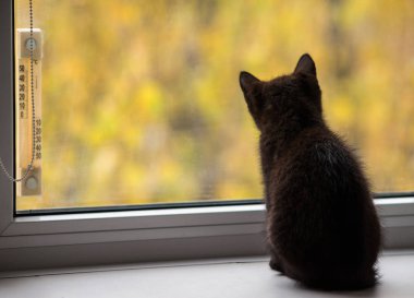 Cam kenarında oturan siyah yavru kedi. Seçici odak. Sonbahar hava.