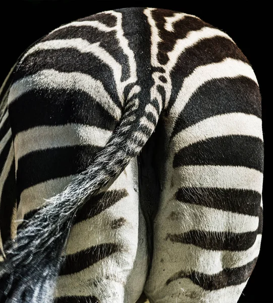 Zebra Viftande Svans Bakifrån Fragmentet Naturliga Textur Zebra Hud Selektivt — Stockfoto