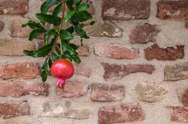 Fruta Romã Vermelha Galho Árvore Fundo Parede Tijolo — Fotografia de Stock