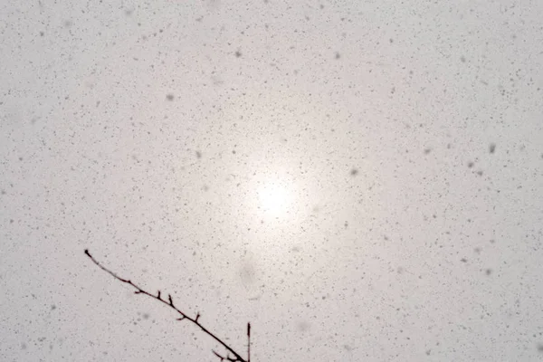 The sun shines through heavy snowfall on the background of a unsharp tree branch.