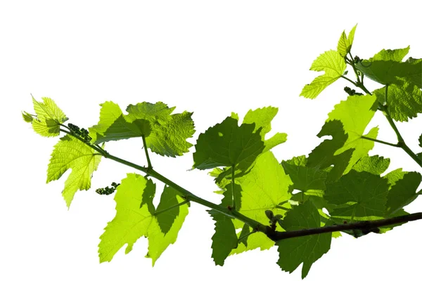 Textura Una Vid Joven Con Ovario Uvas Aislado Sobre Fondo — Foto de Stock