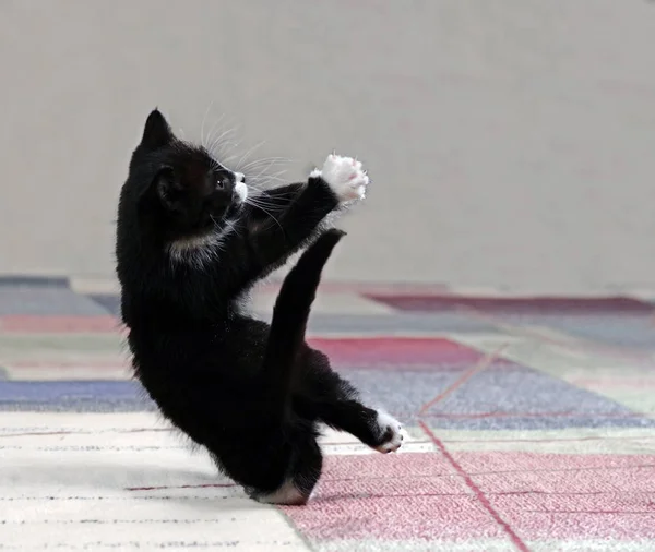 Black and white kitten in a jump on a blurred background.