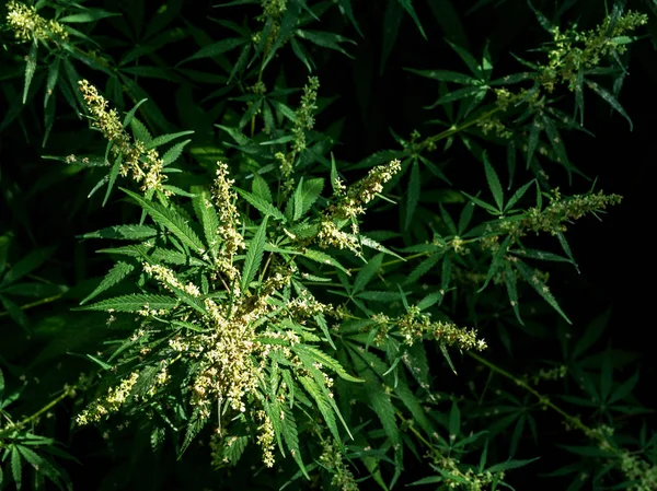 Planta Floreciente Cannabis Iluminada Por Sol Brillante Sobre Fondo Oscuro —  Fotos de Stock