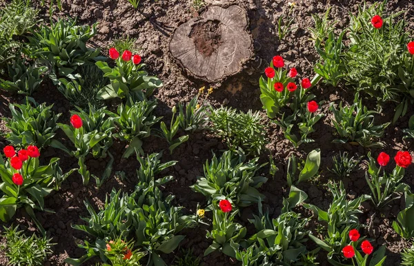 Flower bed with red tulips and tree stump. View from above.