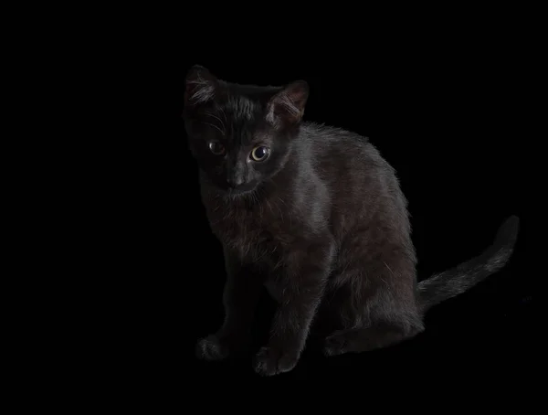 Black Kitten Green Eyes Sits Black Background — Stock Photo, Image