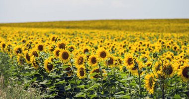Alan ayçiçeği mavi gökyüzünde bir arka plan ile. Seçici odak.