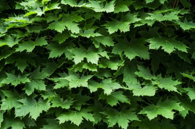 Doğal ışık doğal desen akçaağaç yaprakları.