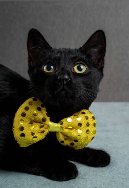 Siyah bir kedi sarı bir papyon içinde oturur. Seçici odak.