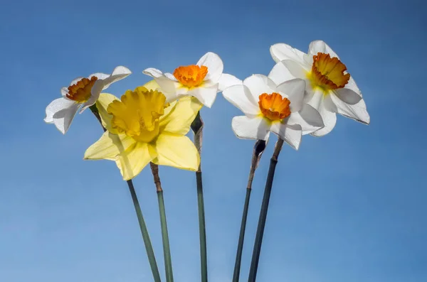 Buquê Narcisos Iluminado Pelo Sol Contra Céu Azul — Fotografia de Stock