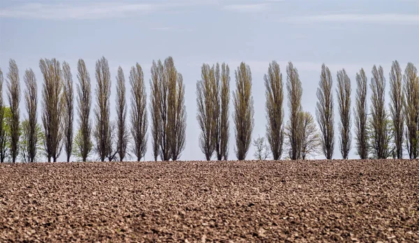 Plowed Field Background Row Poplars Selective Focus — Stock Photo, Image