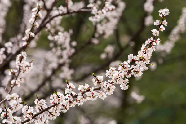 Ramos Uma Árvore Damasco Florescente Tempo Primavera Ensolarado — Fotografia de Stock