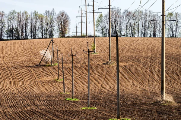 Champ Effervescent Sur Une Colline Avec Une Ligne Électrique Arbre — Photo