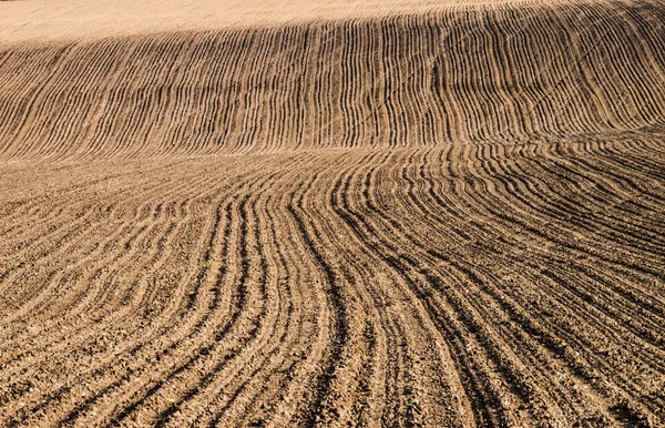 Champ Coulé Flanc Colline Concentration Sélective — Photo