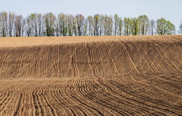 Early Spring Plowed Field Hillside Background Row Trees Selective Focus — Stock Photo, Image