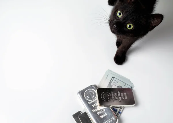 Een Rijke Kat Kat Buurt Van Zilver Edelmetaal Cash Dollars — Stockfoto