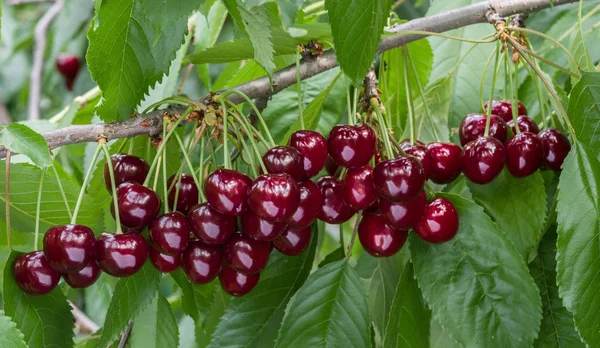 Great Harvest Ripe Red Cherries Tree Branch Selective Focus — Stock Photo, Image