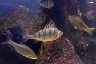 Bas / - Avrupa ve Asya taze sularda yaşayan yırtıcı balık levrek. Seçici odak.